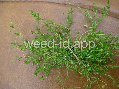 pearlwort, birdseye